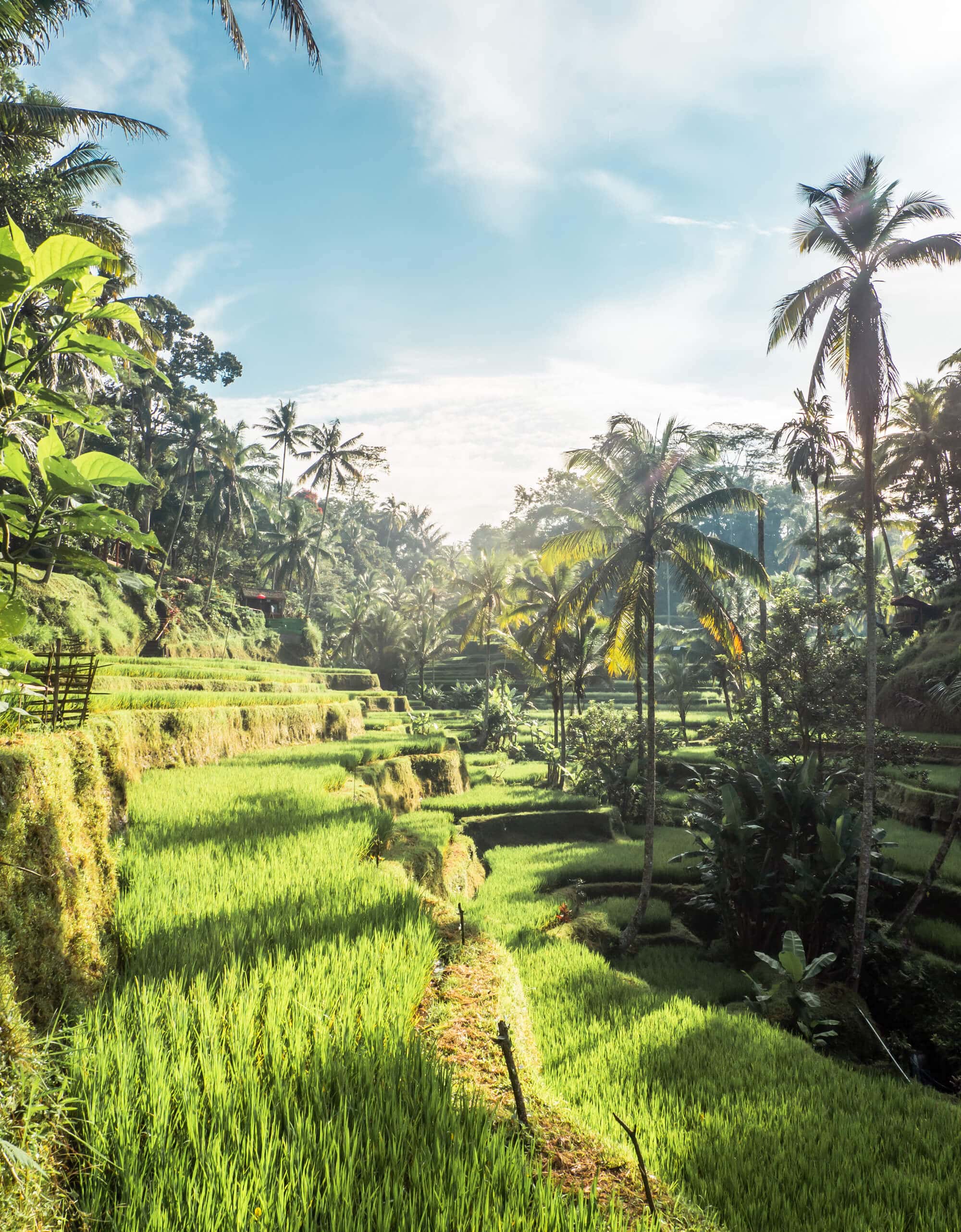  Tegalalang  Rice Terrace Ubud How where to get the best 