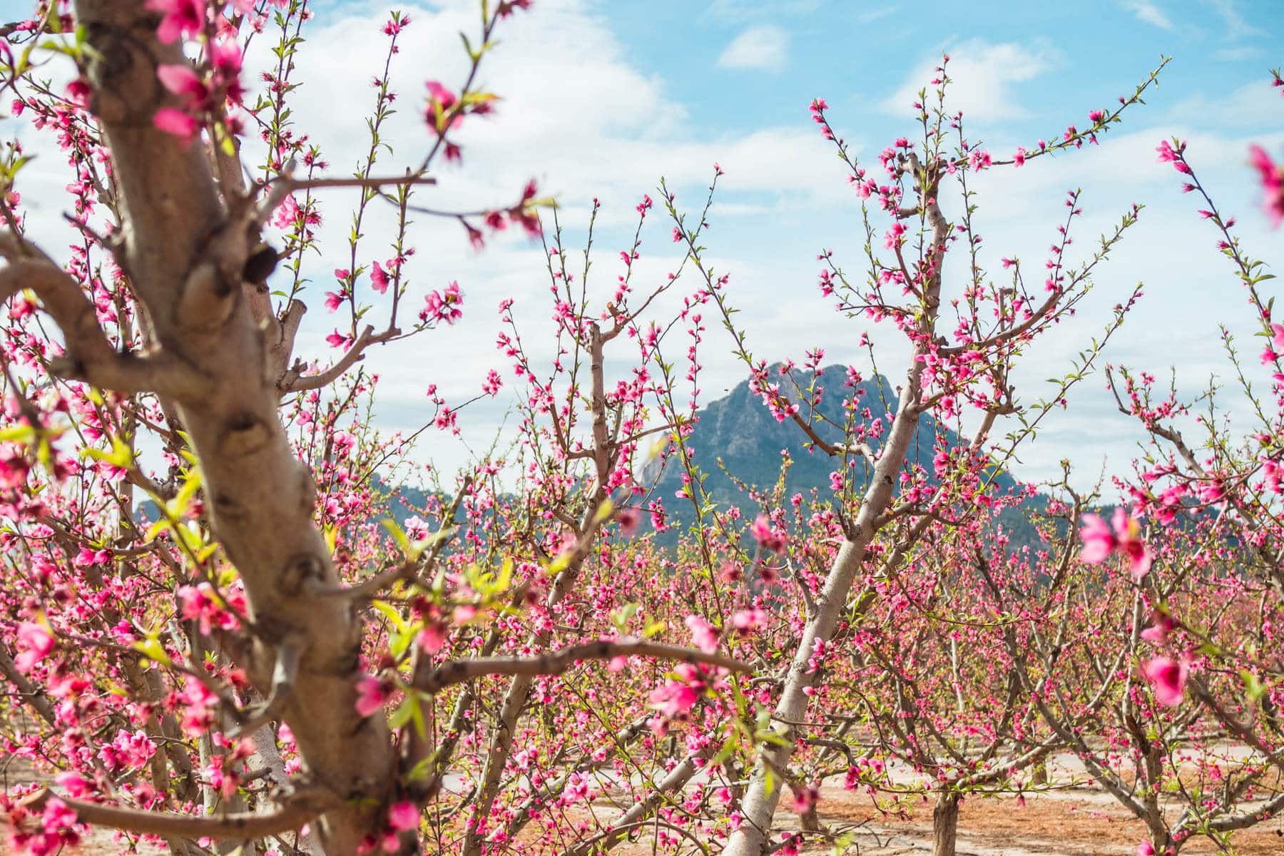 Pink peach tree blossoms in Cieza, Murcia - A guide to Floración de Cieza